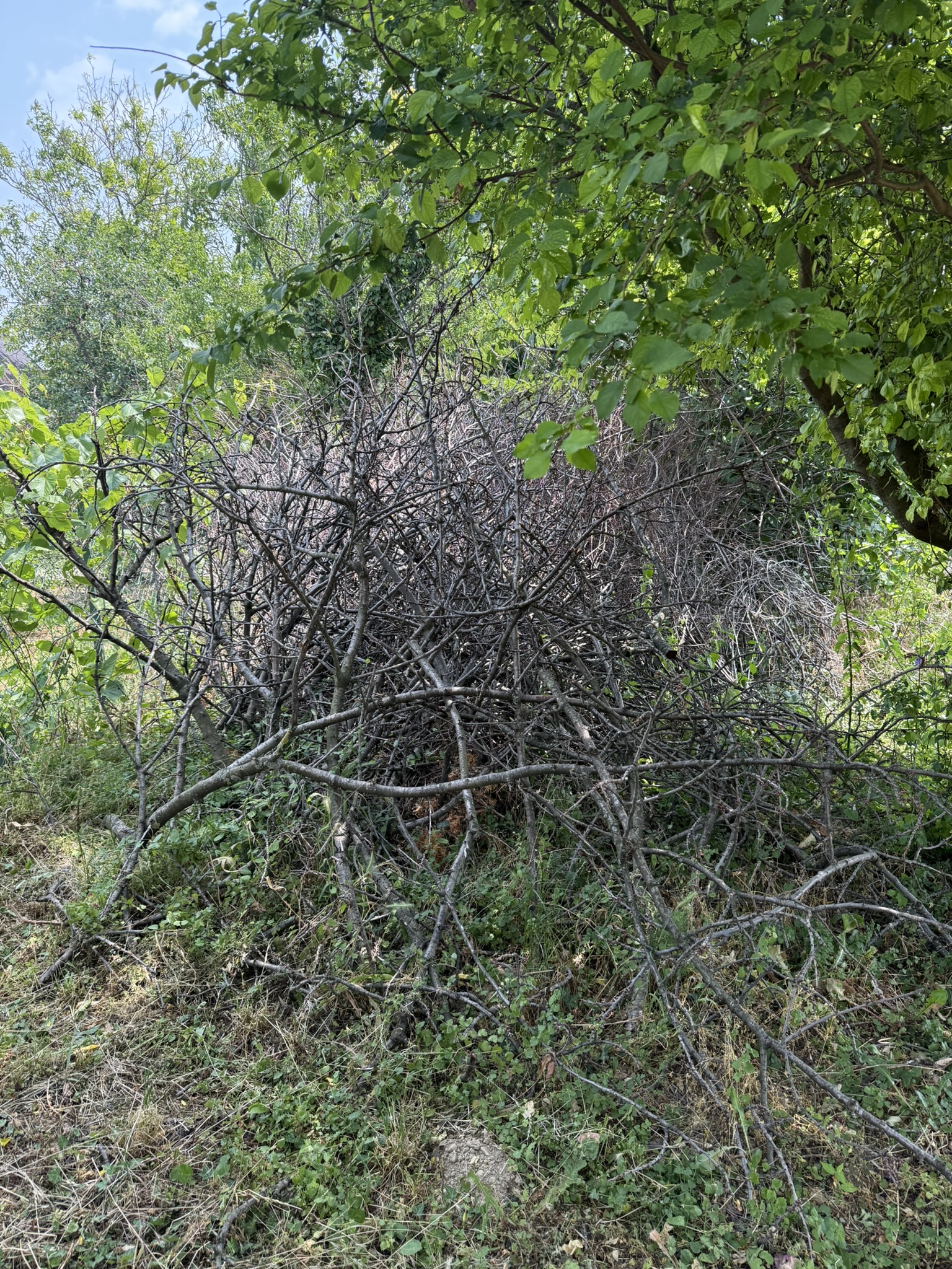 Balatonygyörök ágdarálás